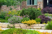 Various flowers in residential garden bed