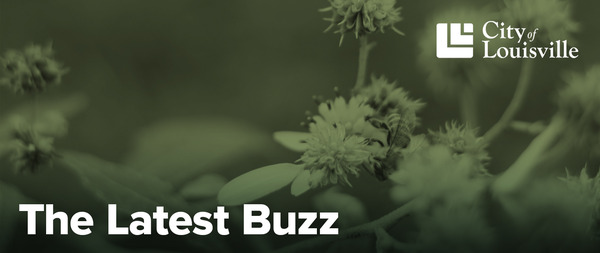 bee on flower the latest buzz