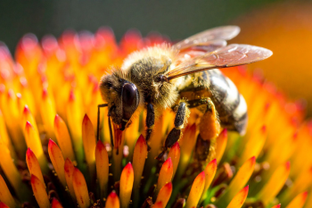 fuzzy bee