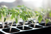 Photo of living plants