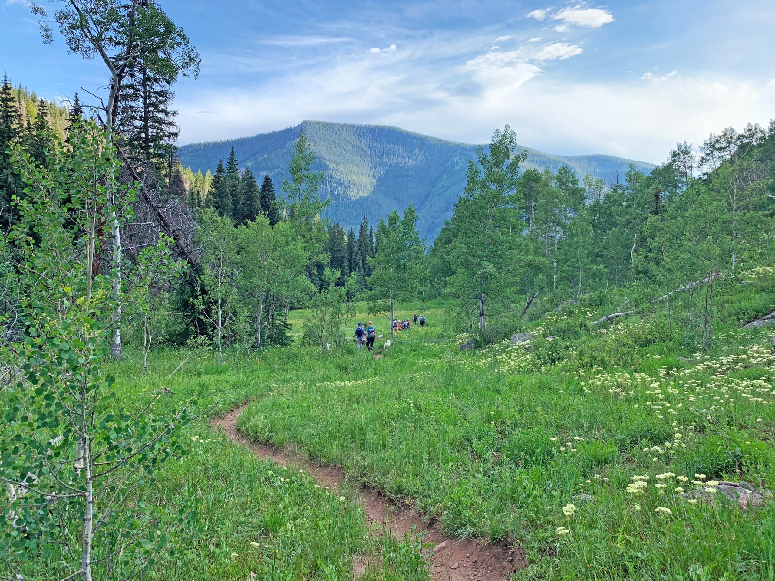 VVMTA trail crew working in Eagle County wilderness to support fire mitigation and trail stewardship