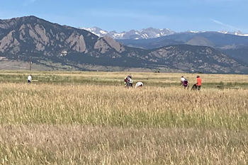 People pulling weeds at Davidson Mesa Open Space