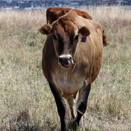 Cow on Open Space 