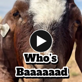 Goat looking at the camera with text "Who