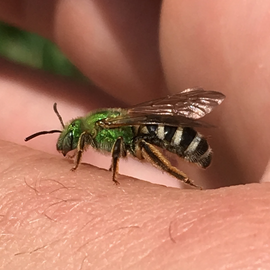 Striped Sweat bee