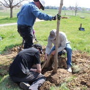 volunteers planting a tree for Arbor Day