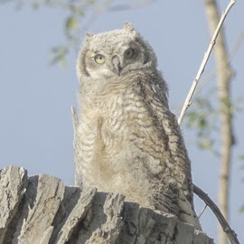 Great Horned Oel 