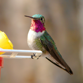 Broad-tailed Hummingbird (Selasphorus platycercus)
