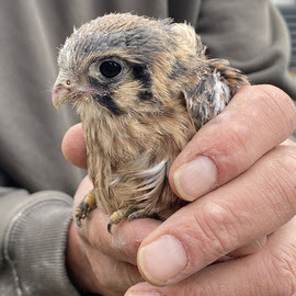 Kestrel Chick