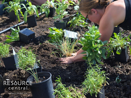 woman planting a pollinator garden
