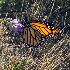 Monarch Butterfly