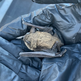 bat