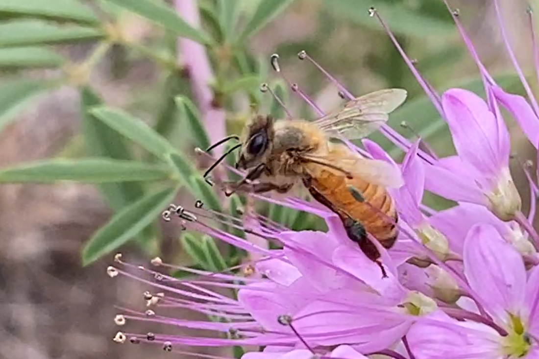 Pollinator Week is here! - default - Louisville Chamber of Commerce - CO