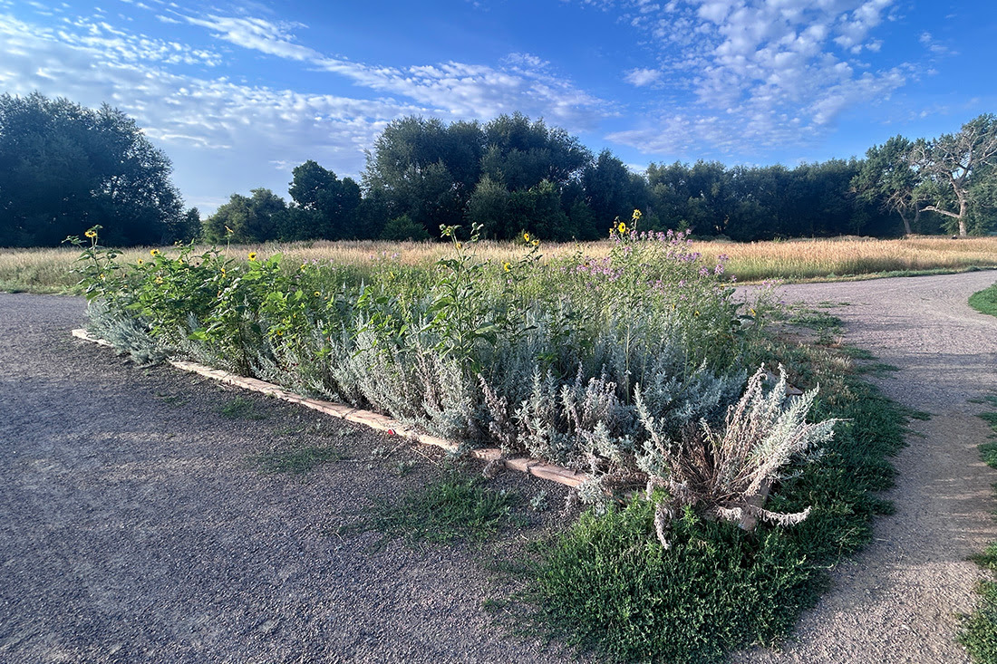 pocket prairie featuring many varieties of native flowers