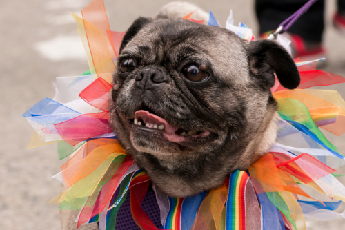 Dog in rainbow tutu