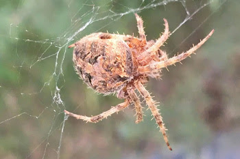 Spider on a web