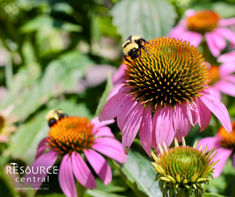 Bee on a pink flower