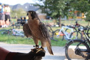 Hawk