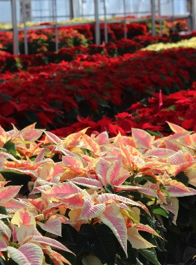 red pink white poinsettia