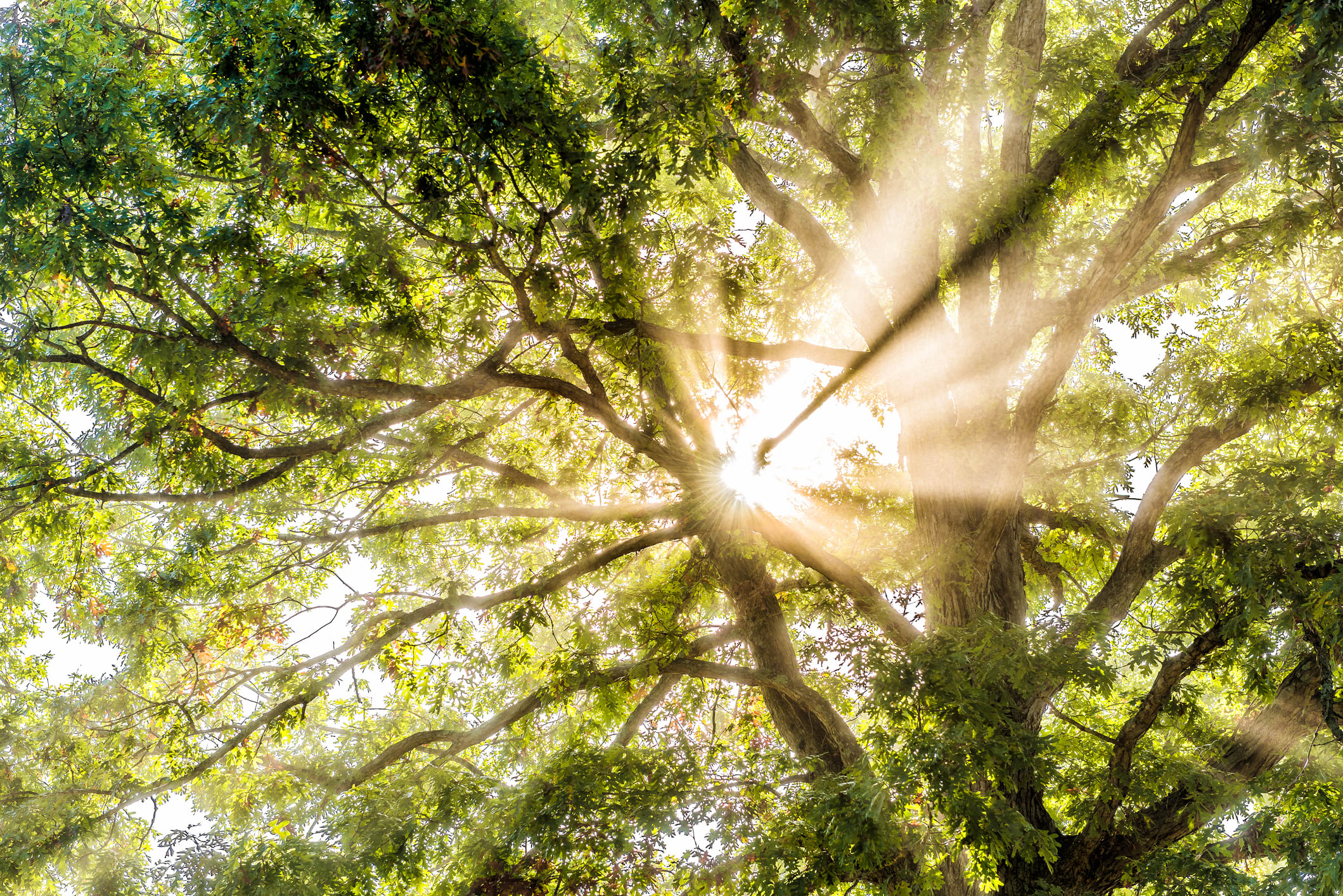 Light shines through trees to symbolize hope and healing.