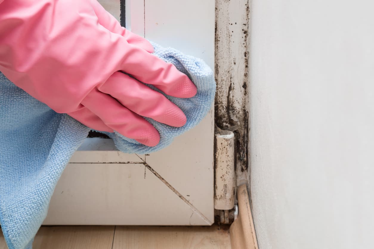 Cleaning mold in home