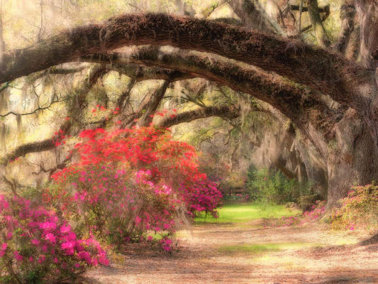 Magnolia Garden by Robert Biondo