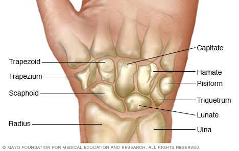 Huesos de la muñeca