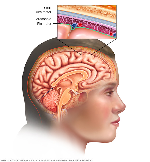 Meninges