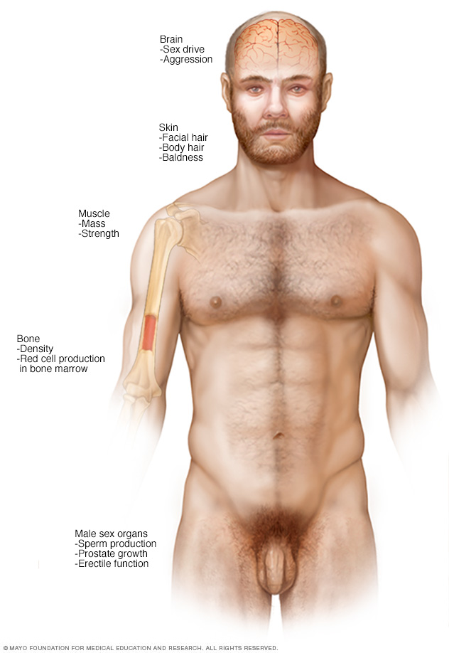 The influence of testosterone in men