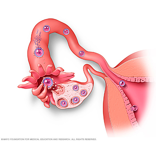 Egg being fertilized and implanting in the uterus