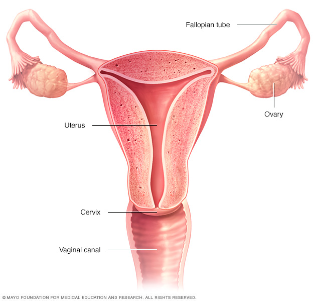 Female reproductive system