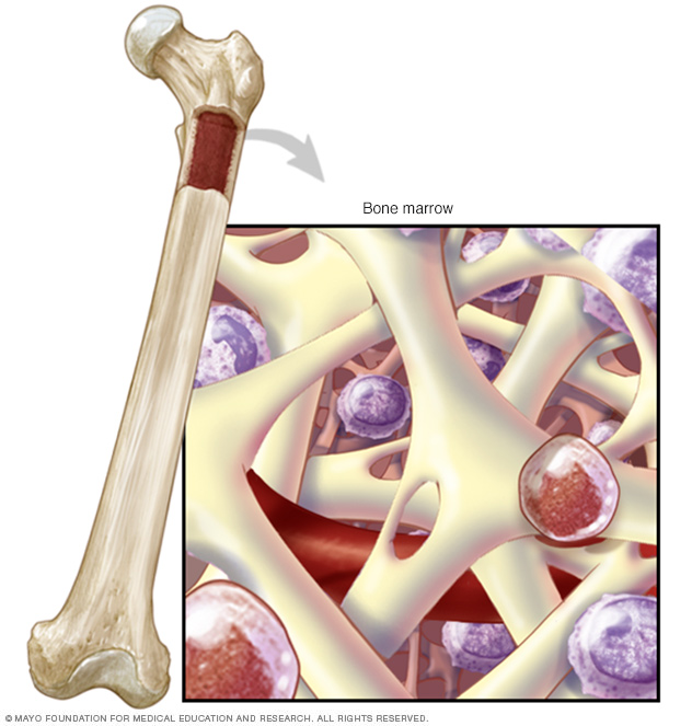 Bone marrow