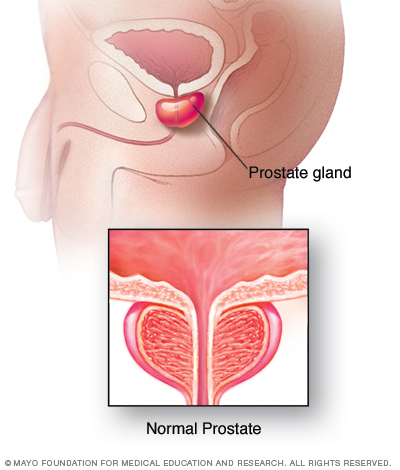 Glande prostatique normale