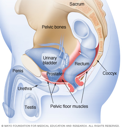 Do Kegels Increase Size