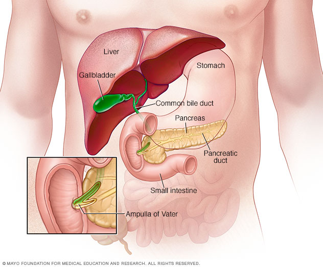 Parts of the digestive system, including the ampulla of Vater