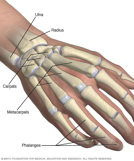 Huesos de la mano y de la muñeca