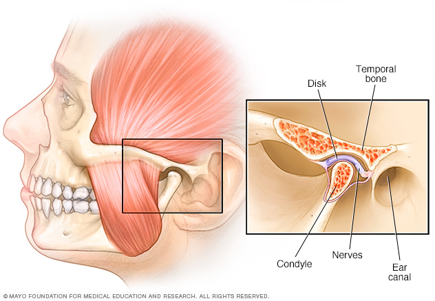 Articulación temporomandibular