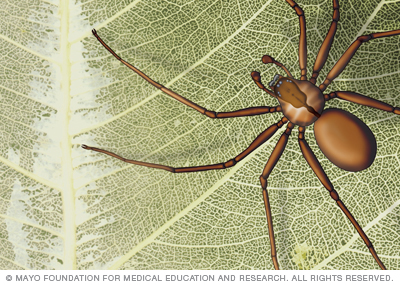 Araña reclusa marrón 