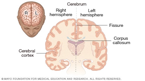 Ilustración del cerebro