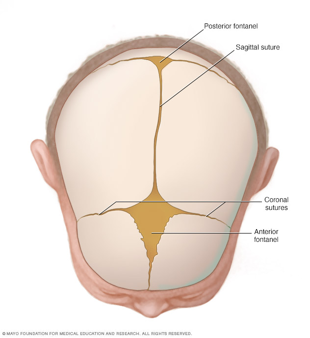 Cranial sutures and fontanels