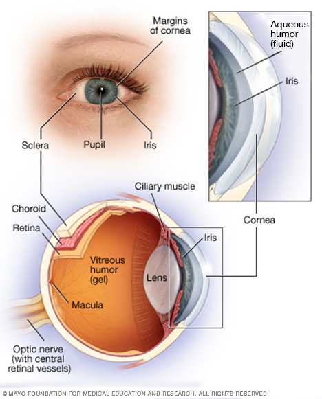 Anatomía del ojo