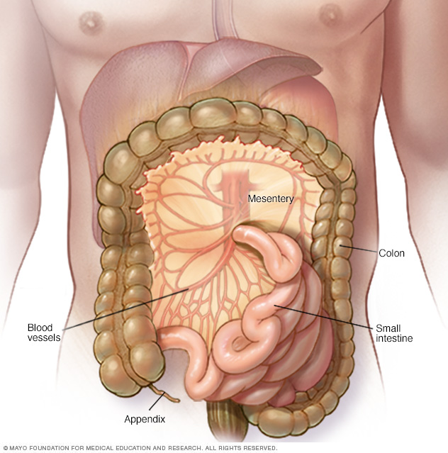 Mesentery