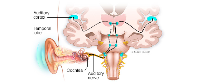 Cómo llegan los impulsos eléctricos al cerebro