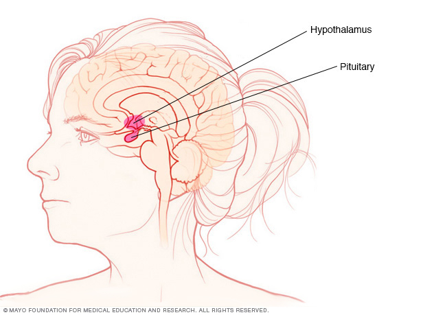 Pituitary gland and hypothalamus