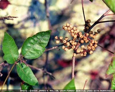 Photograph showing poison ivy plant with berries 
