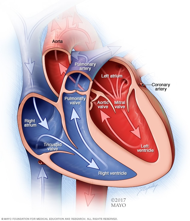 tricuspid valve replacement