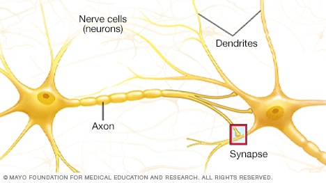 Ilustración de cómo se conectan las neuronas