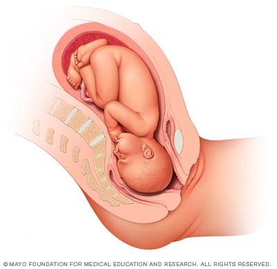 Illustrazione di un feto 38 settimane dopo il concepimento 