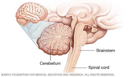 Ilustración de cerebelo y tronco cerebral
