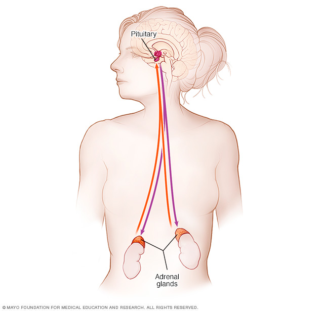 Sistema endócrino de la glándula suprarrenal